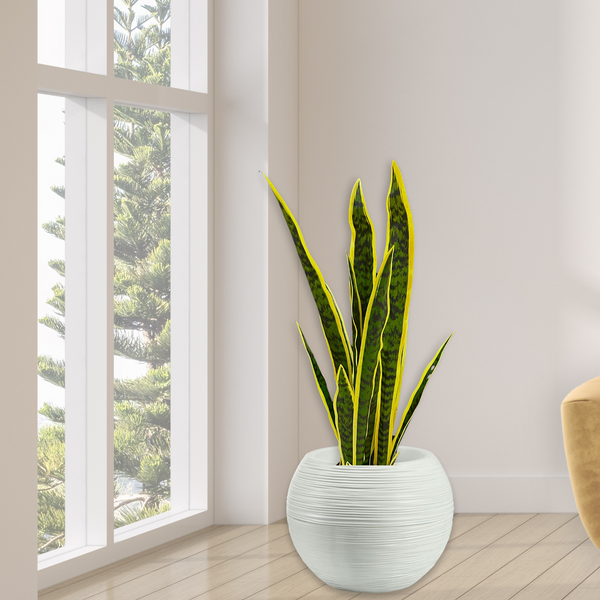 Large Artificial Snake Plant, Realistic Fake 30" Faux Plant with Cement Base, Indoor Outdoor Home Decor, Patio, Front Porch, Living Room Ornament