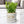 Artificial Sedum Succulent Plant in White Ceramic Planter 5