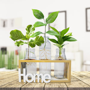Hydroponic Glass Vases Set 8" Glass Propagation Pot, Wooden Frame
