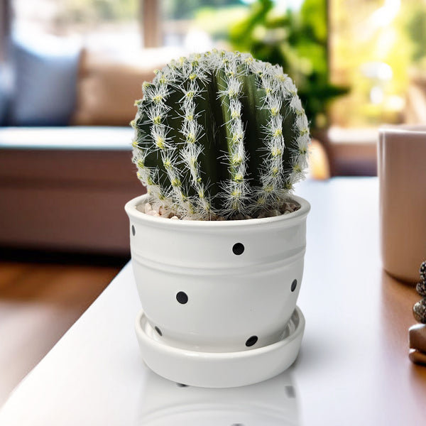 Artificial Cactus Plant in White Ceramic Pot, 5" Mini Barrel Cactus Decor by Sona Casa