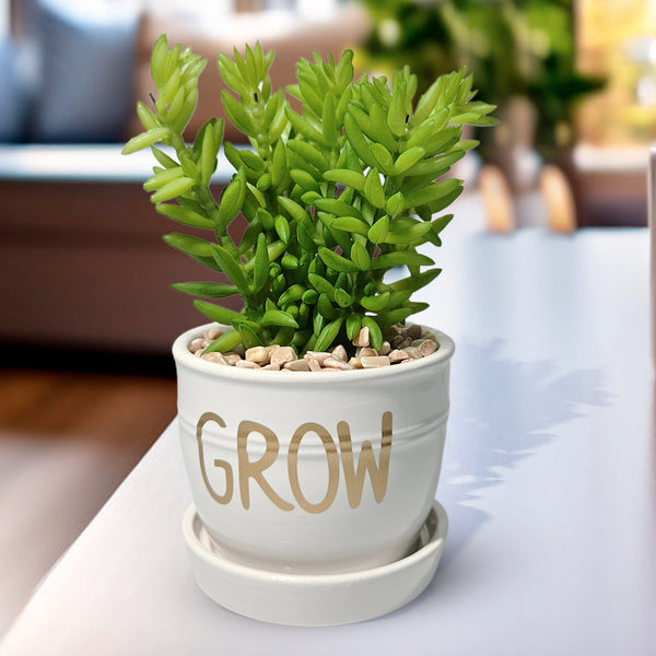 Artificial Sedum Succulent Plant in White Ceramic Planter 5" Tabletop Decor by Sona Casa