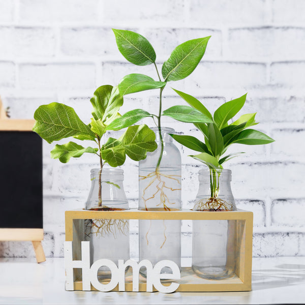 Hydroponic Glass Vases Set 8" Glass Propagation Pot, Wooden Frame