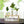 Hydroponic Glass Vases Set 8