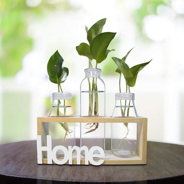 Hydroponic Glass Vases Set 8" Glass Propagation Pot, Wooden Frame
