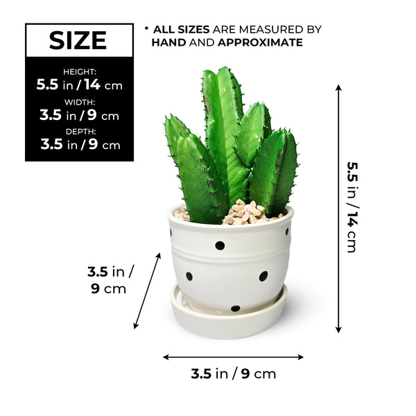 Potted Faux Mini African Milk Tree, 5" Artificial Cactus in White Planter