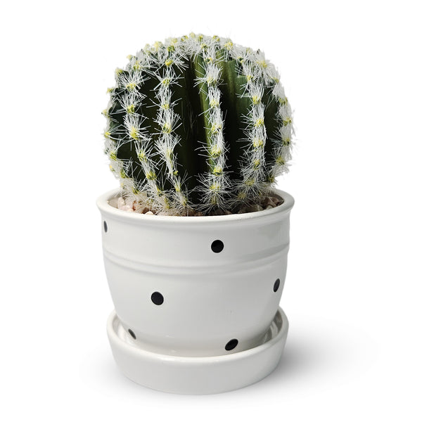 Artificial Cactus Plant in White Ceramic Pot, 5" Mini Barrel Cactus Decor by Sona Casa