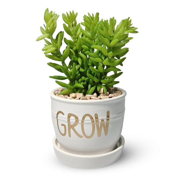 Artificial Sedum Succulent Plant in White Ceramic Planter 5" Tabletop Decor by Sona Casa