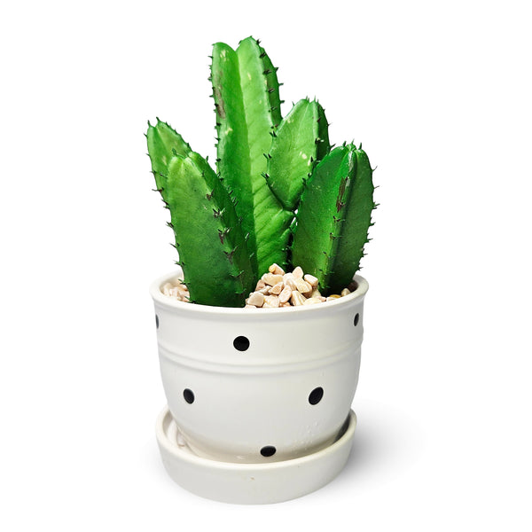 Potted Faux Mini African Milk Tree, 5" Artificial Cactus in White Planter