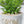 Artificial Sedum Succulent Plant in White Ceramic Planter 5