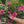 Artificial Bougainvillea Tree 4ft Pink Faux Bougainvillea Plant with Stable Base for Home & Office Decor, Housewarming Gift