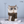 Animal Vase, Face Design, 8